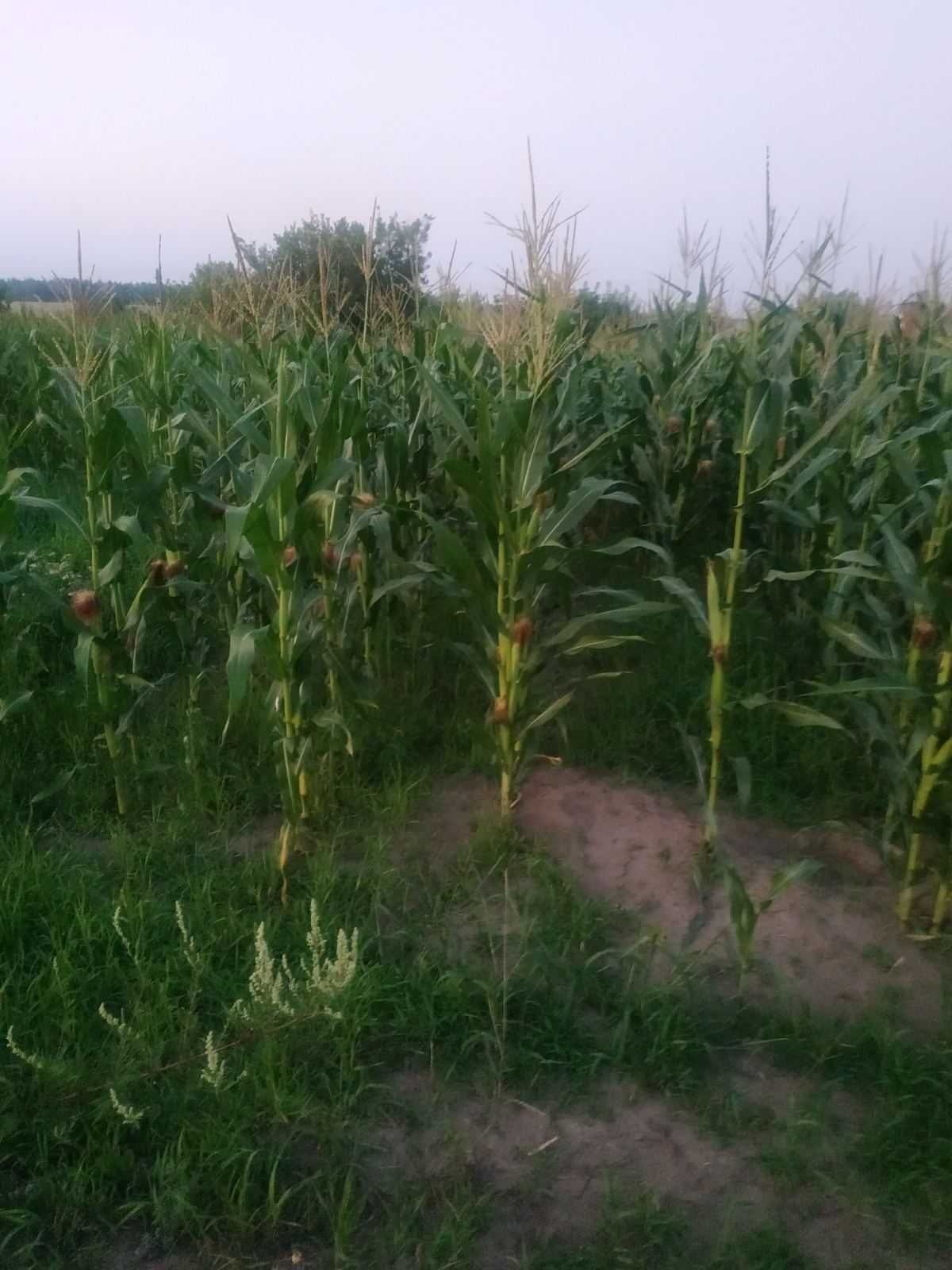 Фото ПЛОЩА - 12 CОТ., ЦІНА - 900 $
 у Вінниці