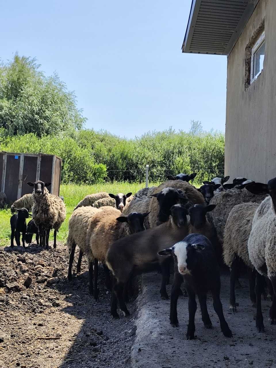 Фото ПЛОЩА - 200 CОТ., ЦІНА - 41 000 $
 у Вінниці