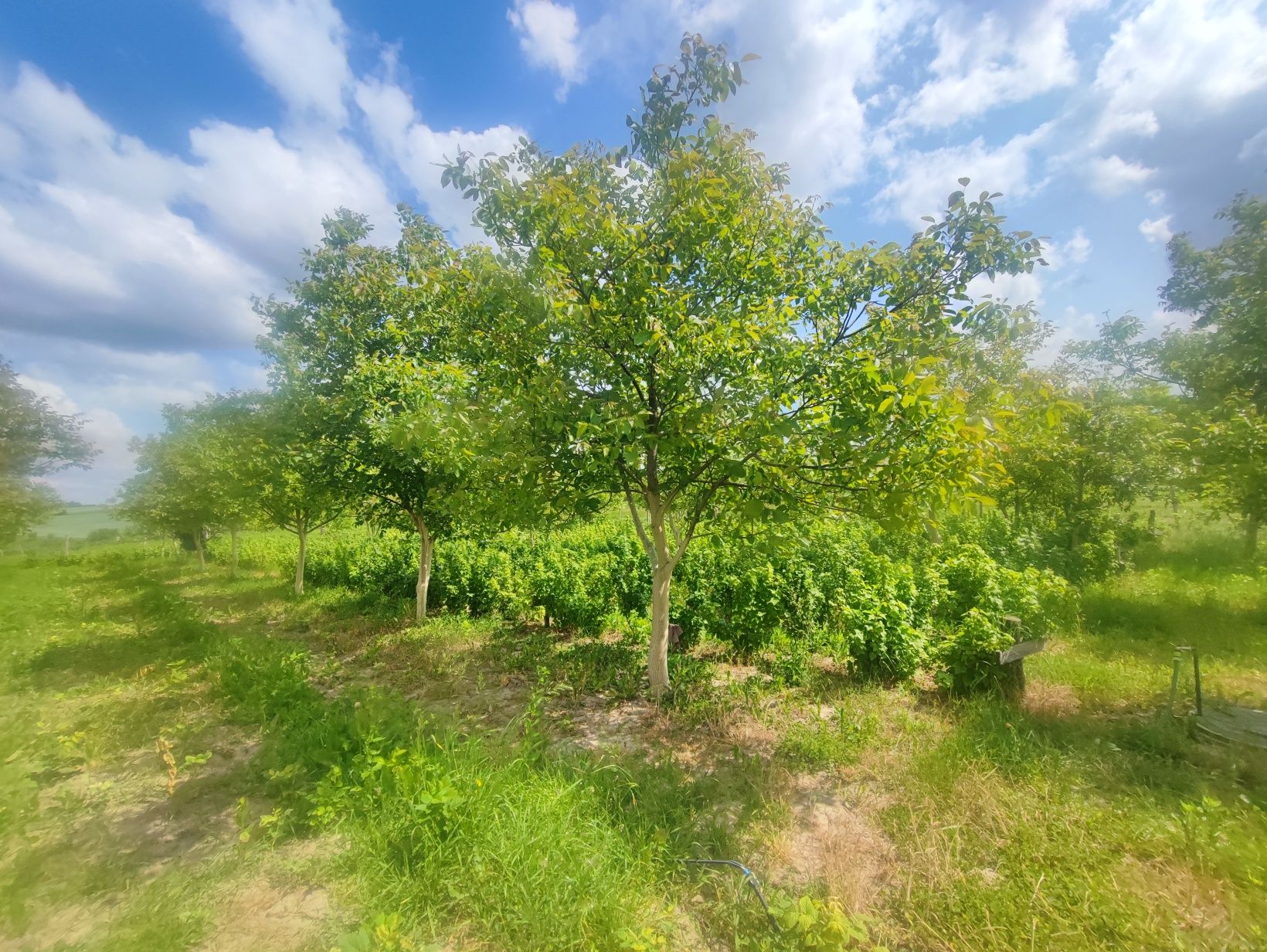 Фото ПЛОЩА - 10 CОТ., ЦІНА - 3 000 $
 у Вінниці