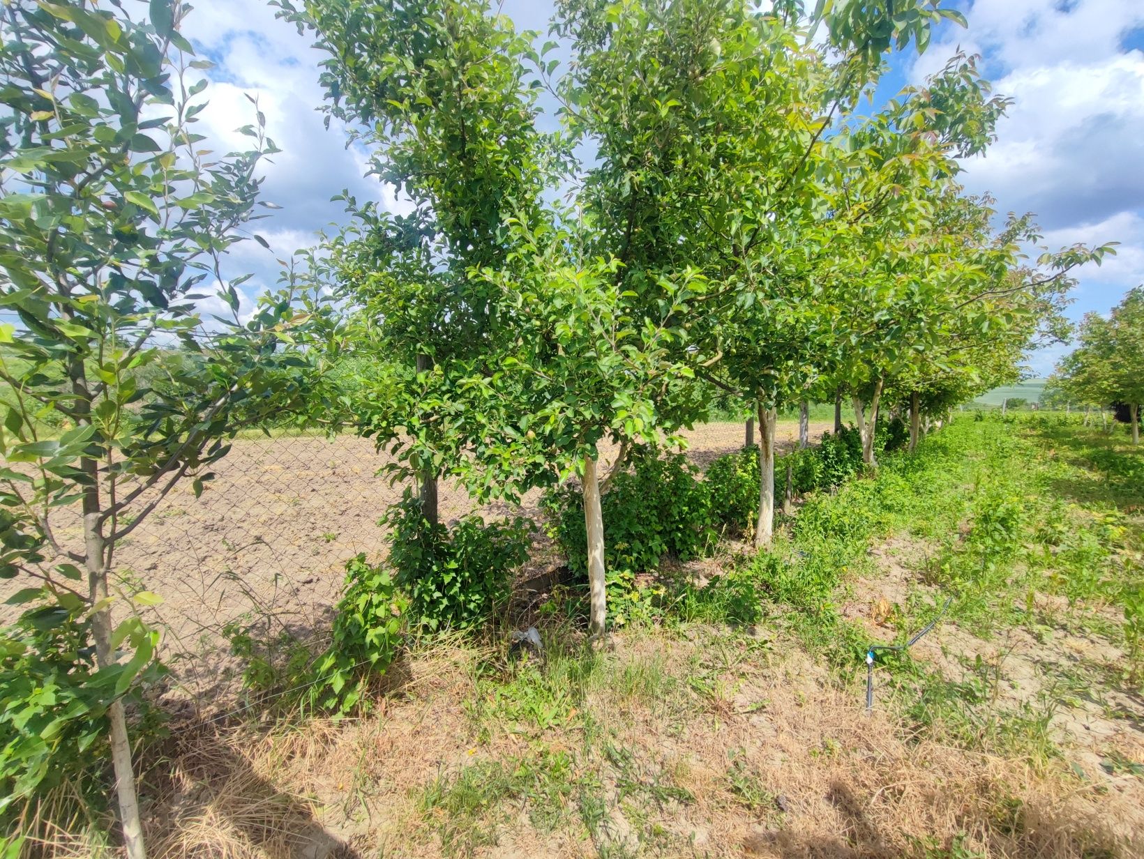 Фото ПЛОЩА - 10 CОТ., ЦІНА - 3 000 $
 у Вінниці