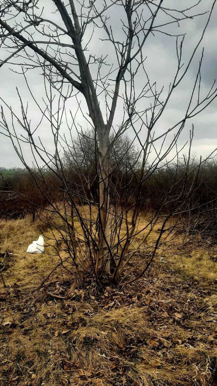 Фото ПЛОЩА - 10 CОТ., ЦІНА - 4 000 $
 у Вінниці