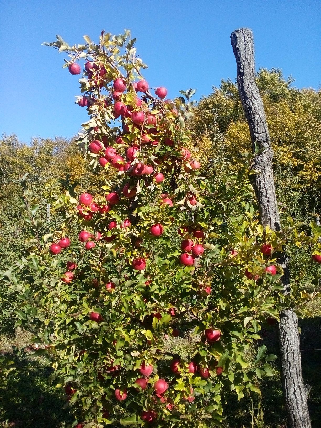 ПЛОЩА - 250 CОТ., ЦІНА - 11 $
